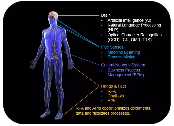 automation anatomy